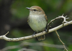 Cnemotriccus fuscatus