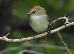 Cnemotriccus fuscatus