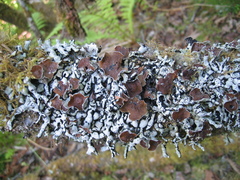 Hypogymnia apinnata