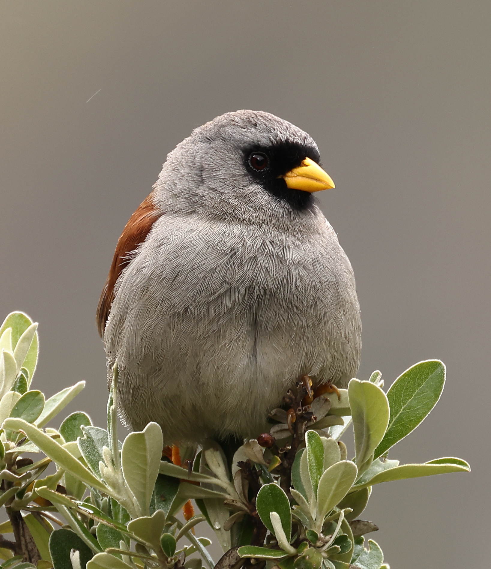Rufous-backed Inca-Finch illustration