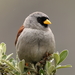 Rufous-backed Inca-Finch - Photo (c) Manuel Roncal, some rights reserved (CC BY-NC), uploaded by Manuel Roncal