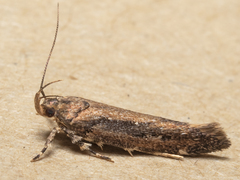 Macrobathra nephelomorpha
