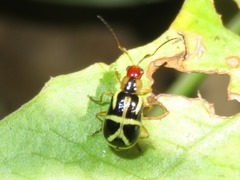 Metrobrotica geometrica