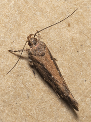 Macrobathra nephelomorpha