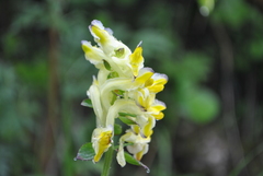 Corydalis pseudocristata