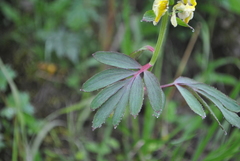 Corydalis pseudocristata
