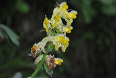 Corydalis pseudocristata