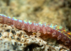 Marphysa