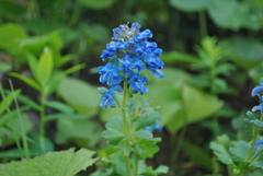 Corydalis pseudobarbisepala
