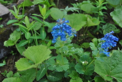 Corydalis pseudobarbisepala