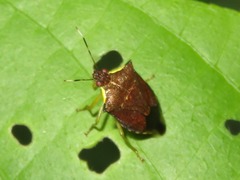 Podisus aenescens