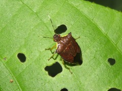 Podisus aenescens