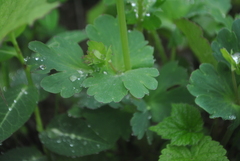 Corydalis pseudobarbisepala