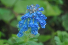Corydalis pseudobarbisepala