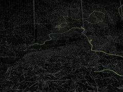 Phanophorus perspicax