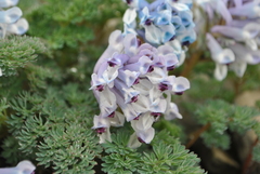 Corydalis pseudofluminicola