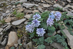 Corydalis pseudofluminicola