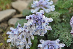 Corydalis pseudofluminicola
