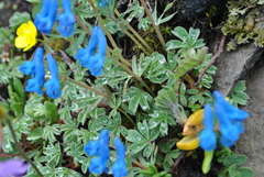 Corydalis pachycentra