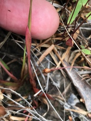 Xyris flabelliformis