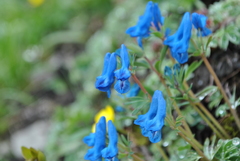 Corydalis pachycentra