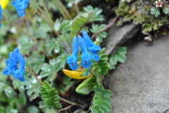 Corydalis pachycentra
