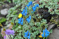 Corydalis pachycentra