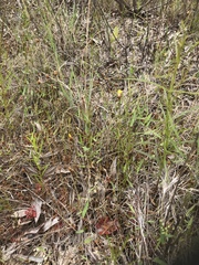 Xyris flabelliformis