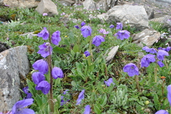 Meconopsis pulchella