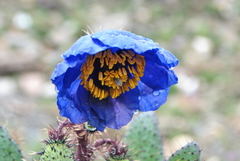 Meconopsis balangensis