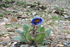 Meconopsis balangensis
