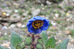 Meconopsis balangensis
