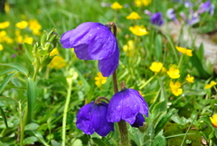 Meconopsis pulchella