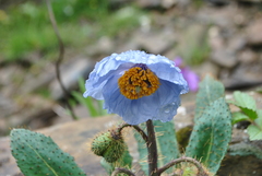Meconopsis balangensis
