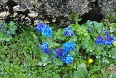 Corydalis pseudobarbisepala