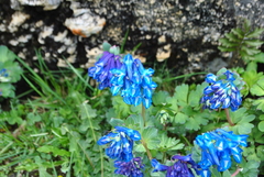 Corydalis pseudobarbisepala