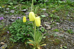 Meconopsis integrifolia
