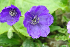 Meconopsis pulchella