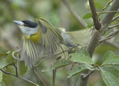 Pachyramphus viridis