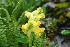 Corydalis pseudocristata