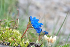 Corydalis pachycentra