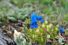 Corydalis pachycentra