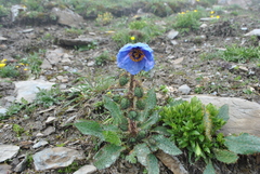 Meconopsis balangensis