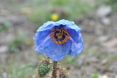Meconopsis balangensis