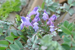 Corydalis dajingensis