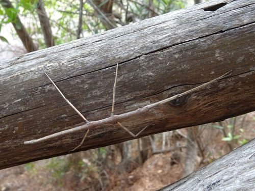 Attican Stick Insect photo 6