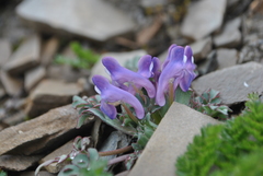 Corydalis dajingensis