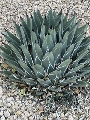 Agave nickelsiae