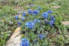 Corydalis pseudobarbisepala