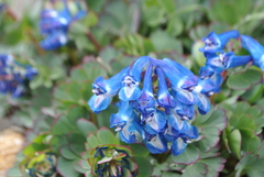 Corydalis pseudobarbisepala
